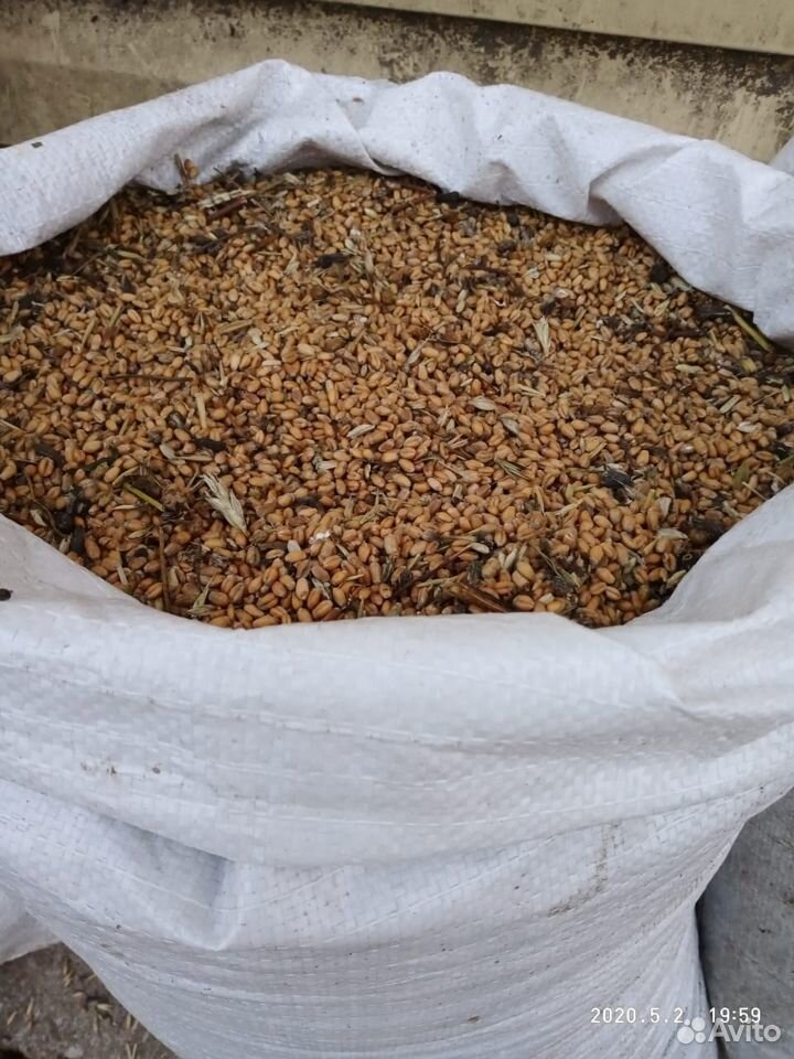 Зерно пшеница купить на Зозу.ру - фотография № 1