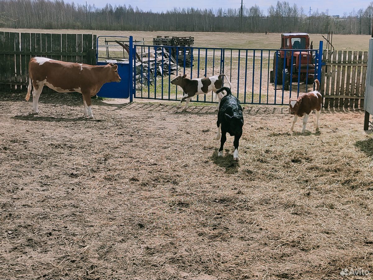 Бык бычок телочка коровы купить на Зозу.ру - фотография № 6