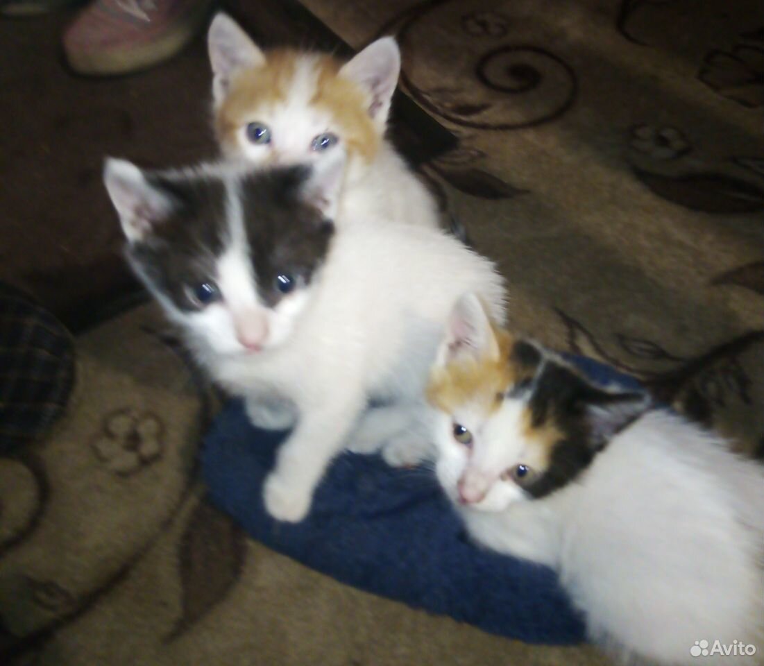 Два котика и кошечка купить на Зозу.ру - фотография № 2