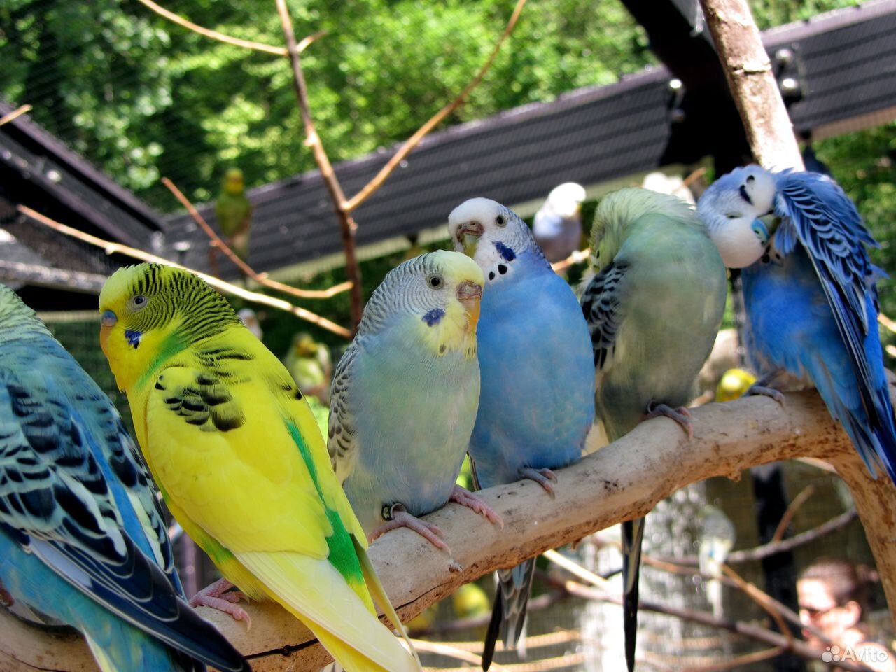Воолнистые попугаи купить на Зозу.ру - фотография № 1