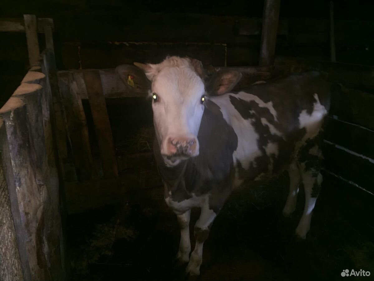 Коровы, телята, бык купить на Зозу.ру - фотография № 4