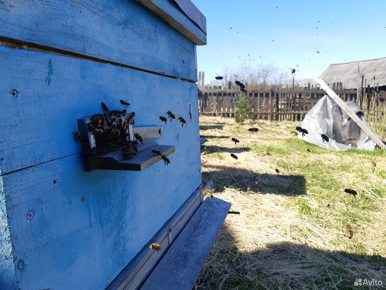 Продаются семьи пчел купить на Зозу.ру - фотография № 1