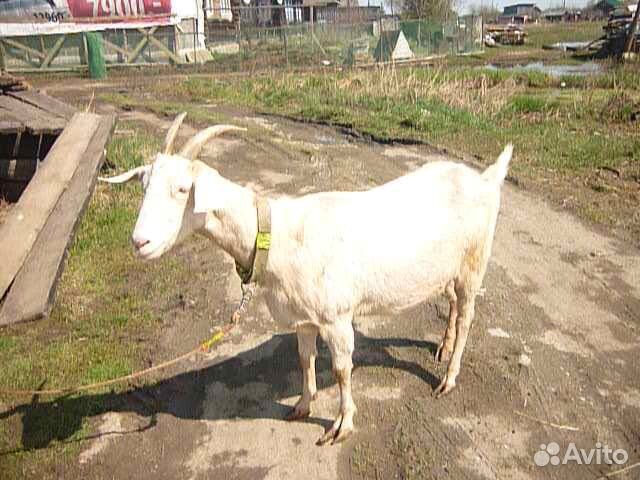 Козочка козлик и дойная коза купить на Зозу.ру - фотография № 1