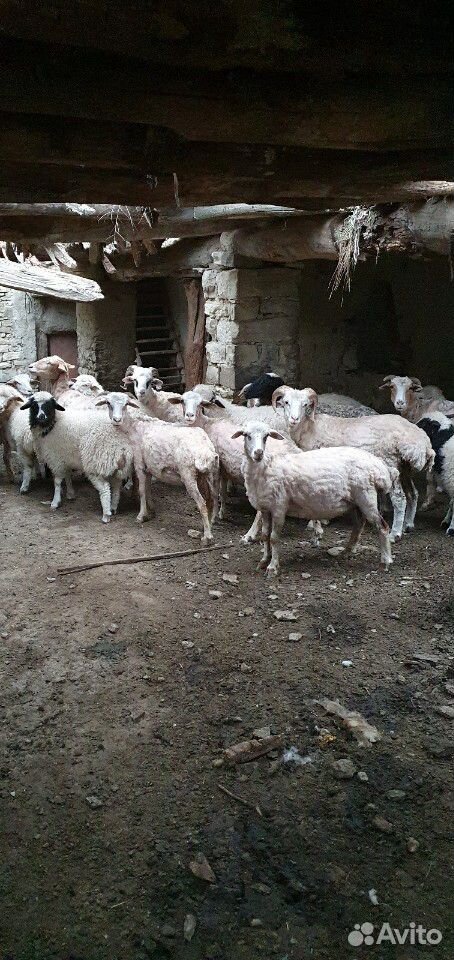 Бараны,овцы купить на Зозу.ру - фотография № 2