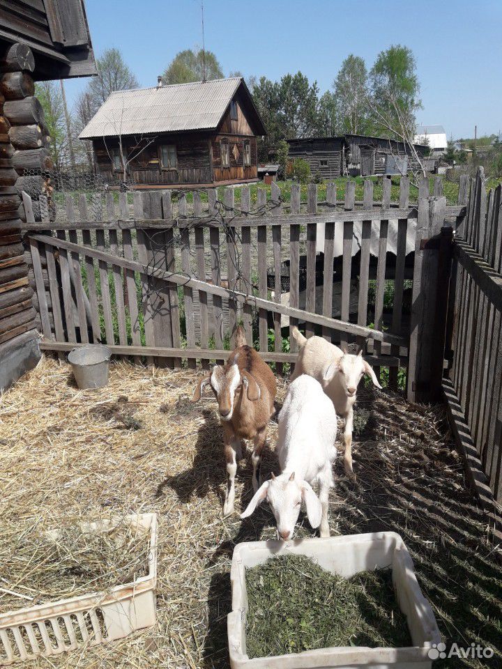 Коза и козлята купить на Зозу.ру - фотография № 2
