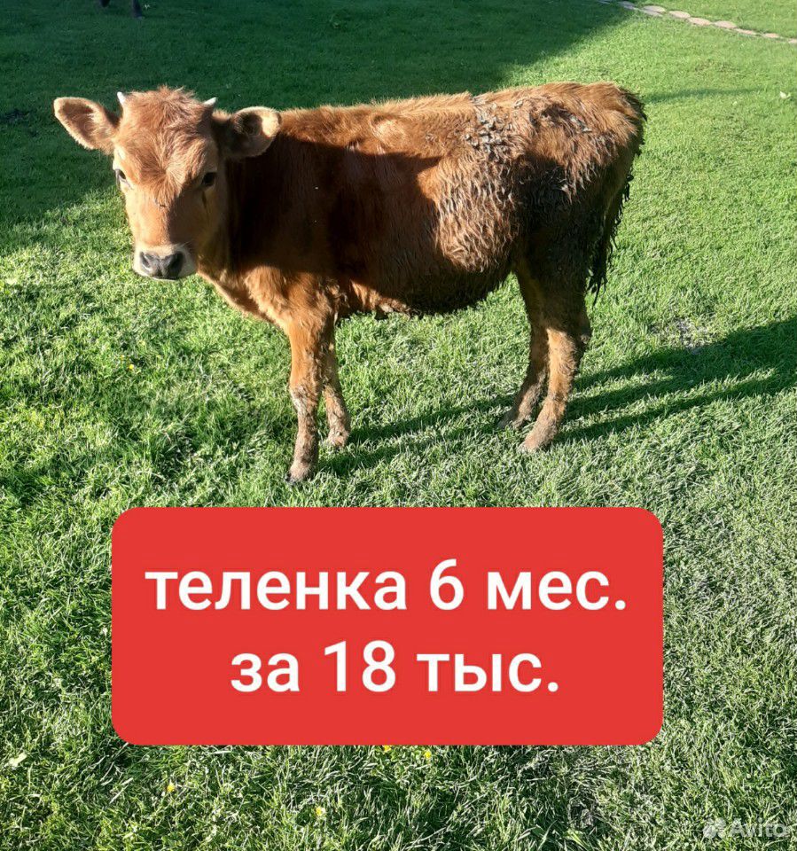 2 коровы 2 телёнка купить на Зозу.ру - фотография № 8