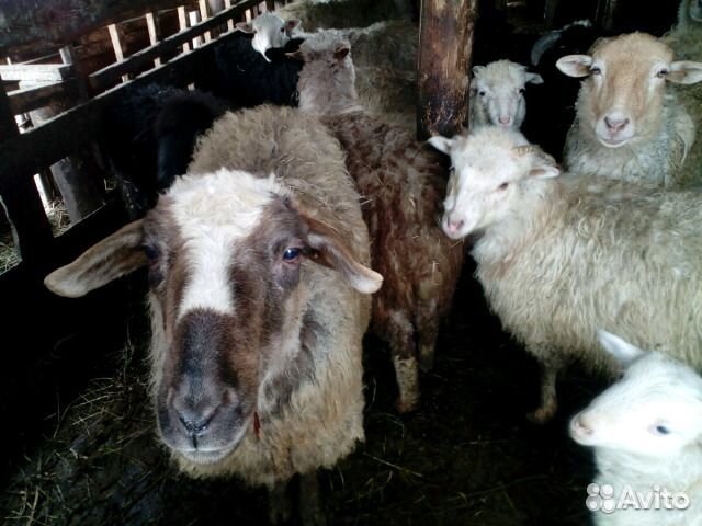 Продам стадо овец купить на Зозу.ру - фотография № 1