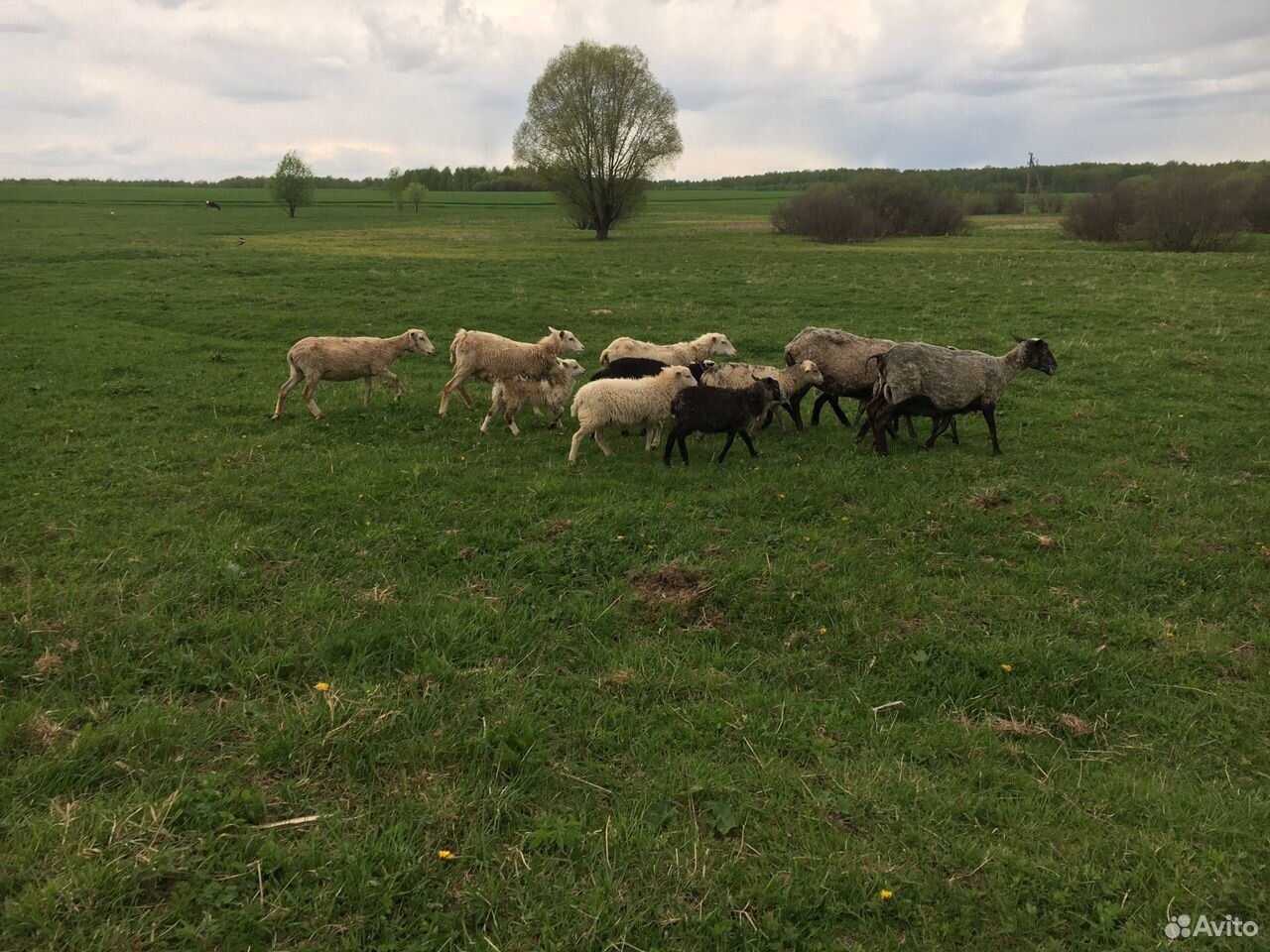 Козы,овцы купить на Зозу.ру - фотография № 1