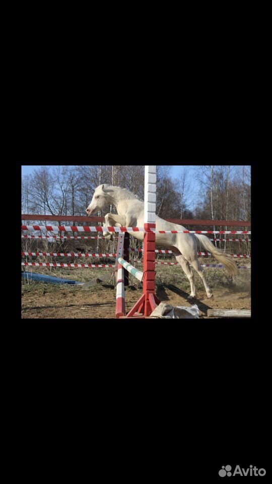 Шикарные уэльские пони. Изабелловый и серый купить на Зозу.ру - фотография № 6