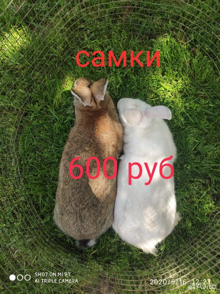 Кролики купить на Зозу.ру - фотография № 8
