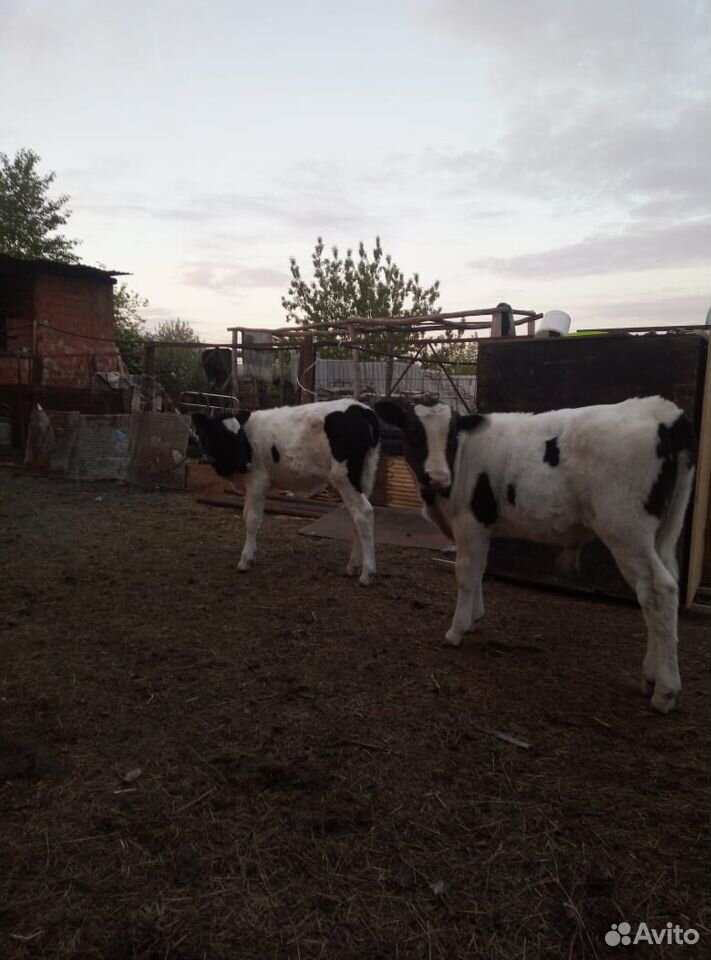 Корова молочная,телочка и бычок купить на Зозу.ру - фотография № 3