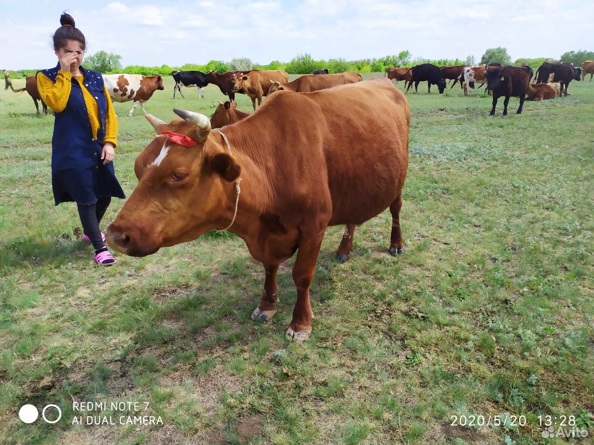 Продается корова купить на Зозу.ру - фотография № 4
