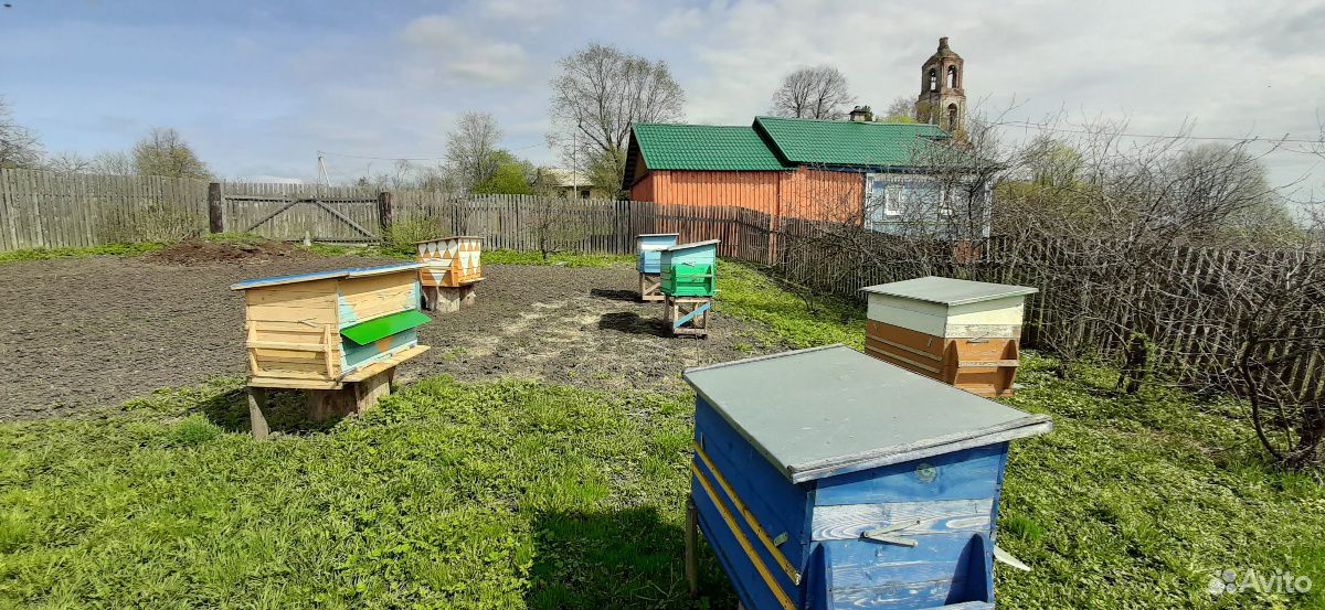 Пчелиные семьи вместе с домиком купить на Зозу.ру - фотография № 2