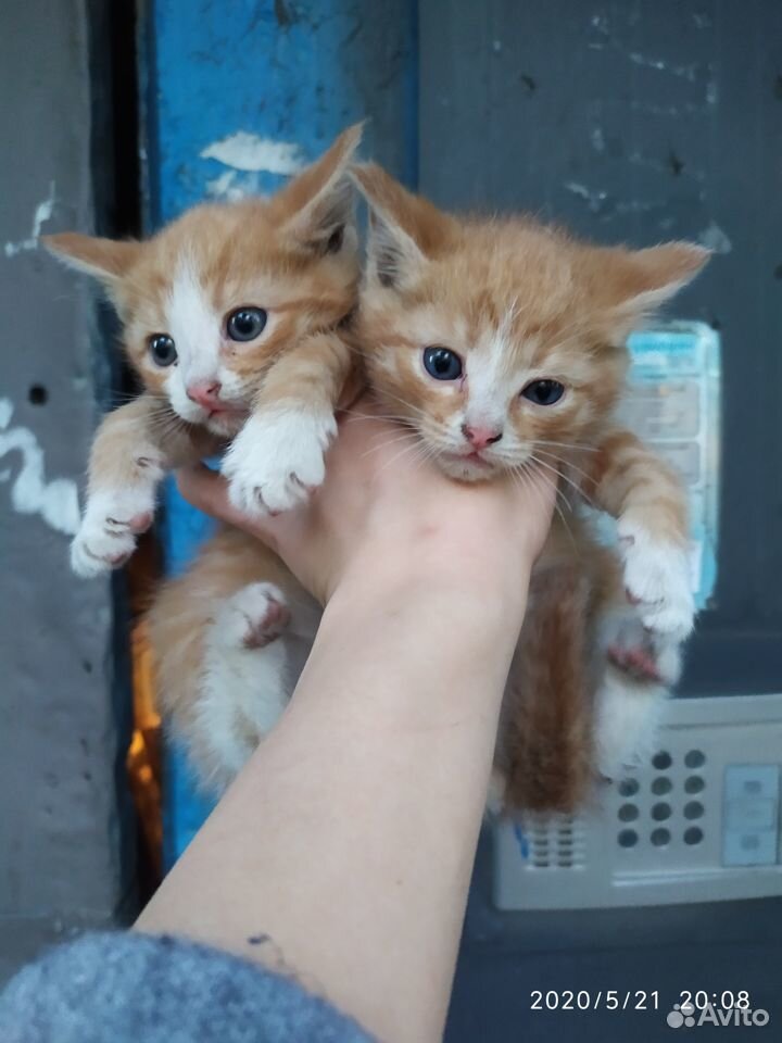 Рыжики в дар кот и кошка купить на Зозу.ру - фотография № 6