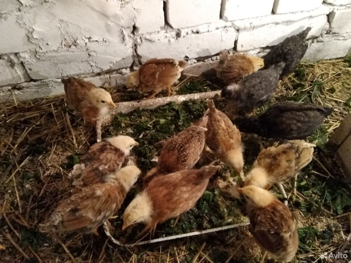 Цыплята от кур несушек купить на Зозу.ру - фотография № 3