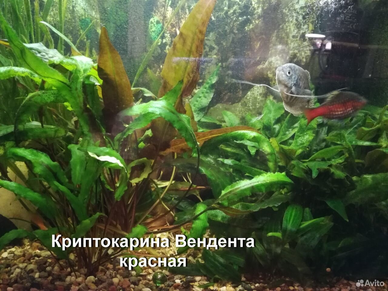 Растения и сомы водорослееды купить на Зозу.ру - фотография № 1