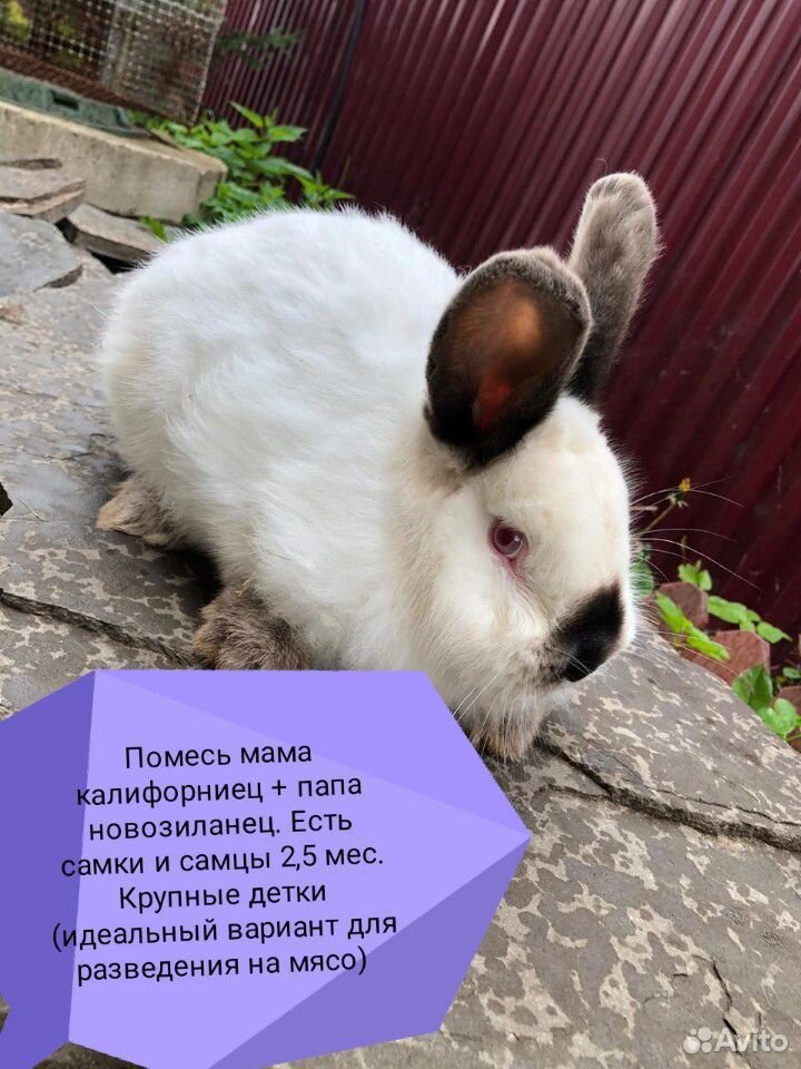Кролики мясных пород купить на Зозу.ру - фотография № 5