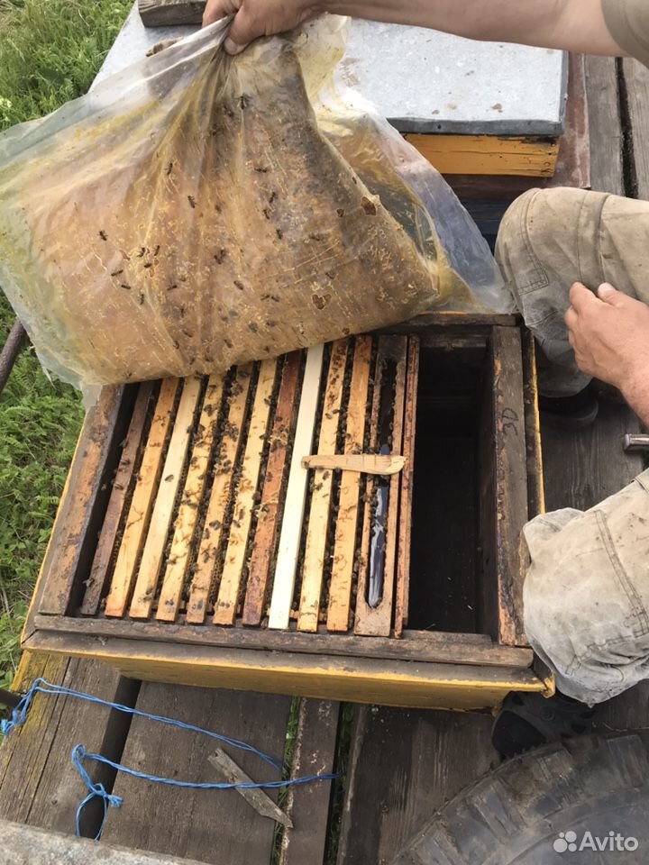 Продам натуральный мёд с собственной пасеки купить на Зозу.ру - фотография № 3