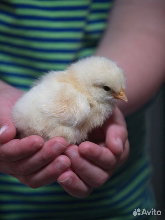 Цыплята от домашних кур купить на Зозу.ру - фотография № 1