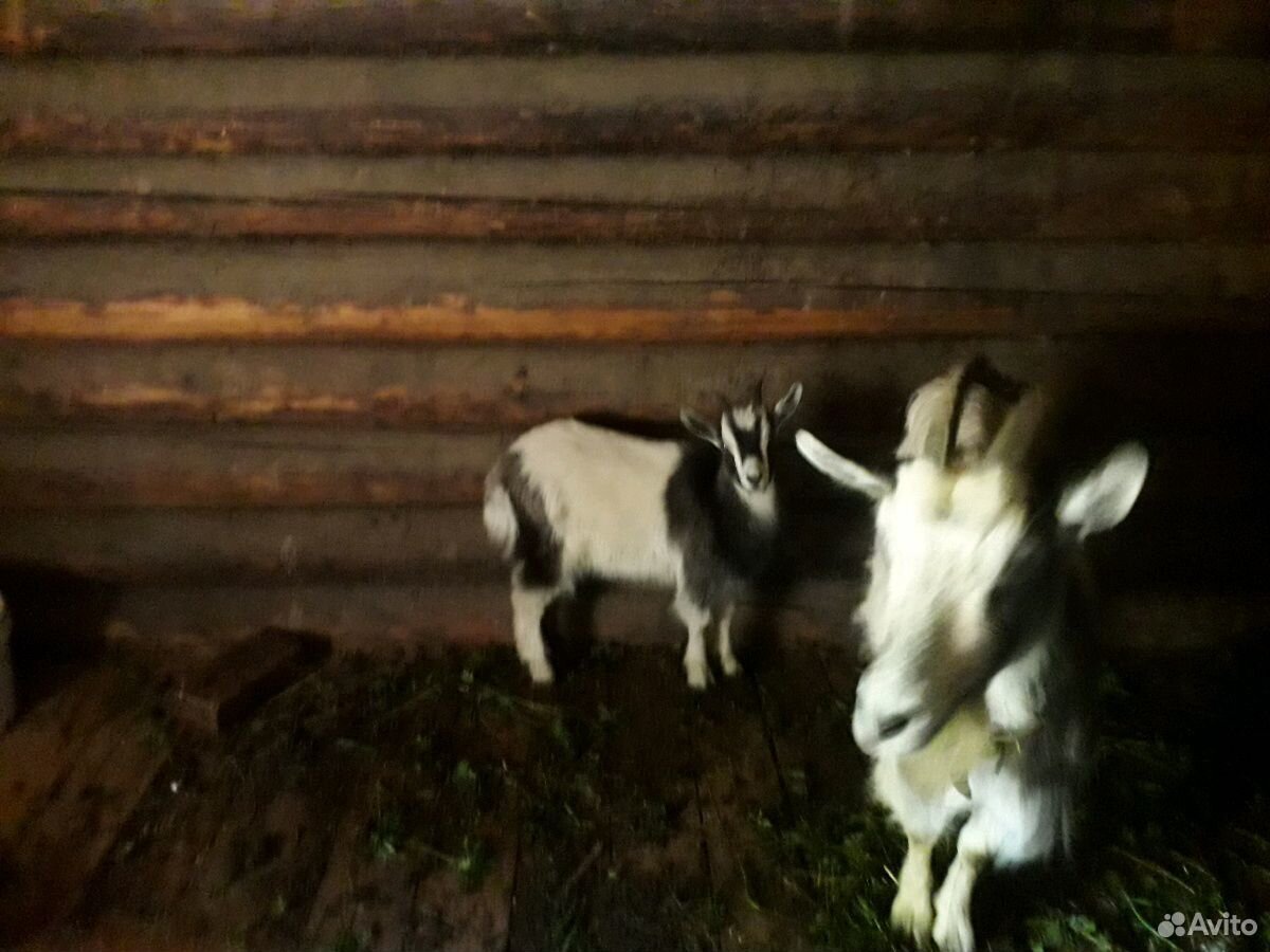 Продаются 2 козы и 1 козел купить на Зозу.ру - фотография № 1
