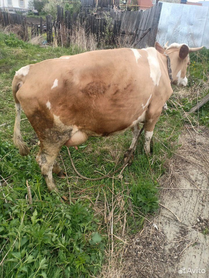 Корова и телята бычки купить на Зозу.ру - фотография № 2