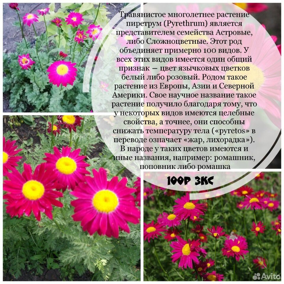 Красота сада купить на Зозу.ру - фотография № 5