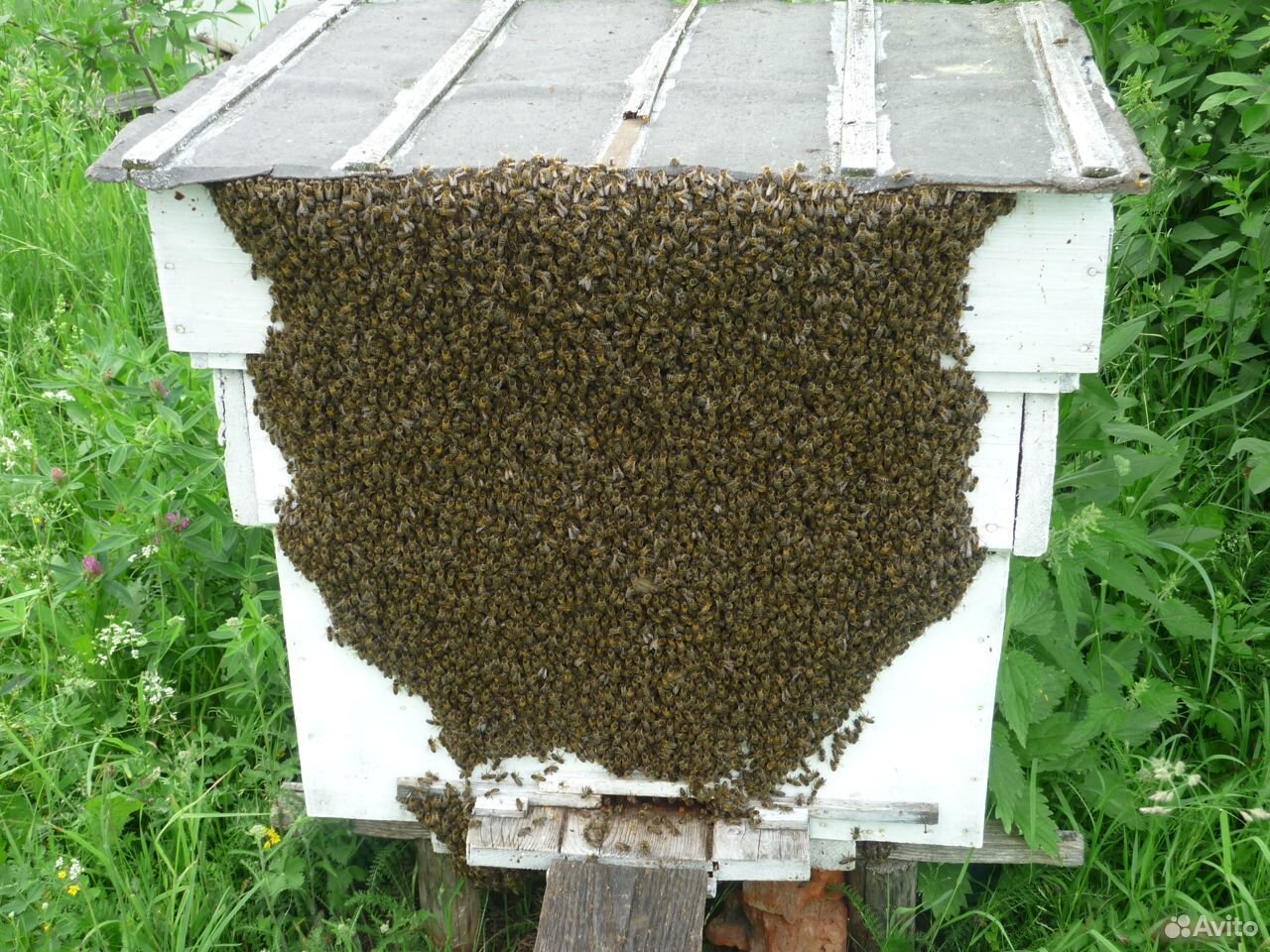 Рои пчел купить на Зозу.ру - фотография № 2