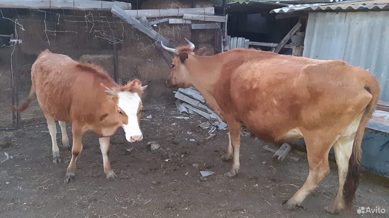 Корова с телкой купить на Зозу.ру - фотография № 4