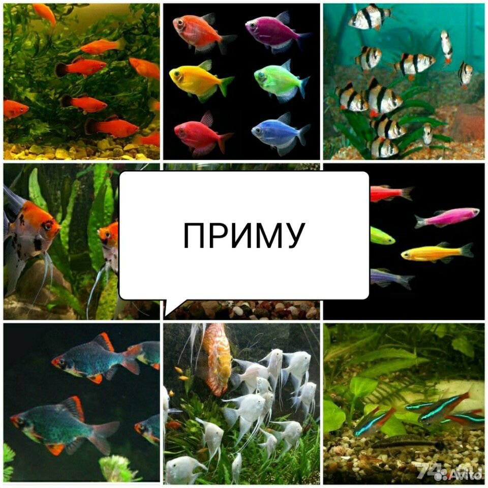 Аквариумные рыбки, сомы, креветки купить на Зозу.ру - фотография № 1