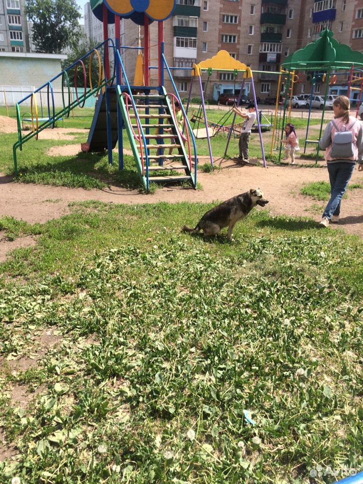 Собака молодой кобель купить на Зозу.ру - фотография № 1