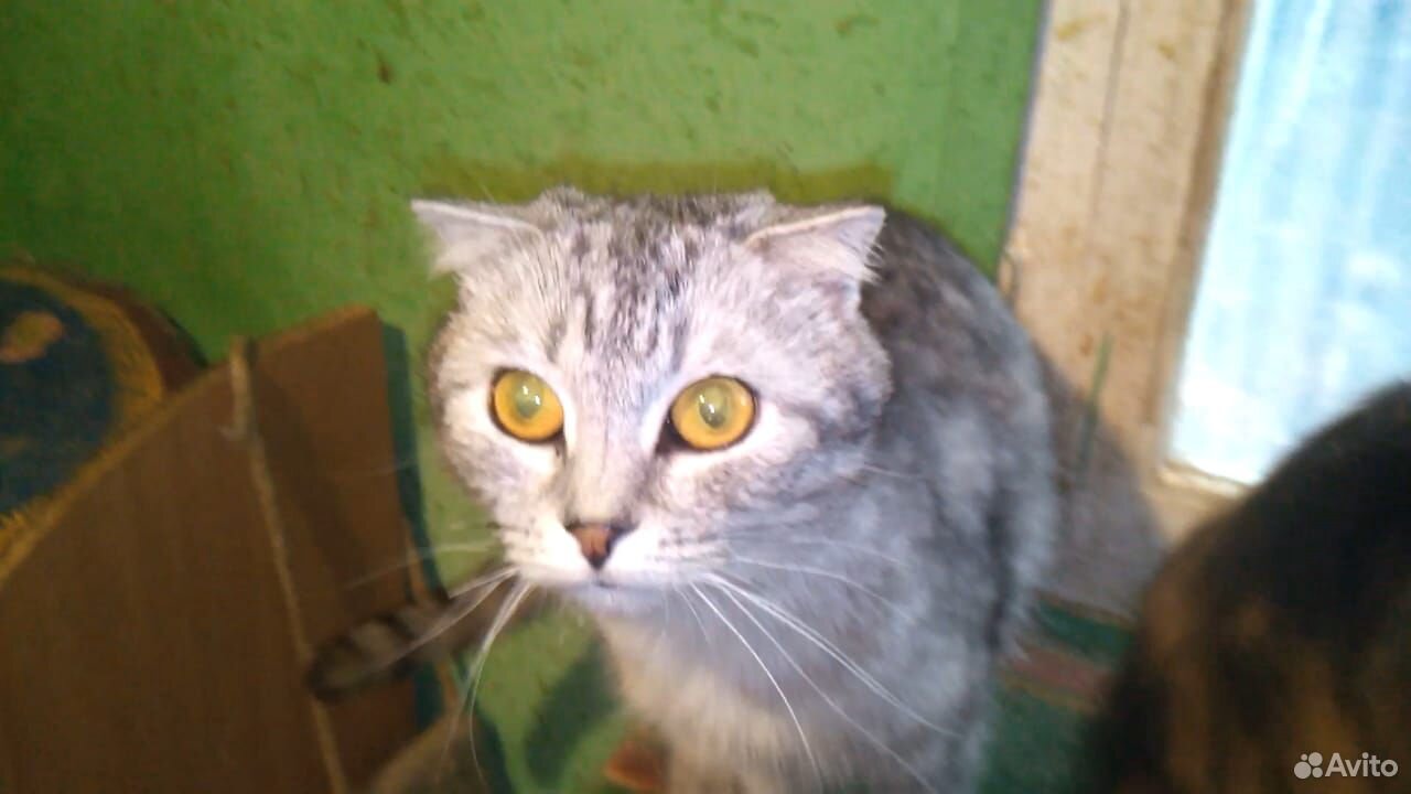 Отдадим бесплатно кошек из приюта купить на Зозу.ру - фотография № 4