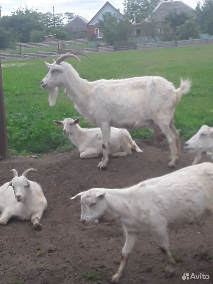 Молочная коза купить на Зозу.ру - фотография № 1