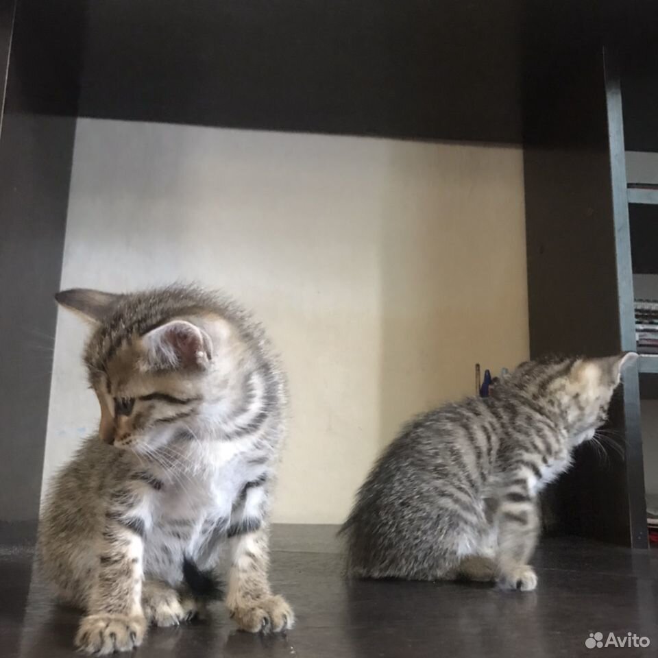 2 котёнка ищут дом купить на Зозу.ру - фотография № 6