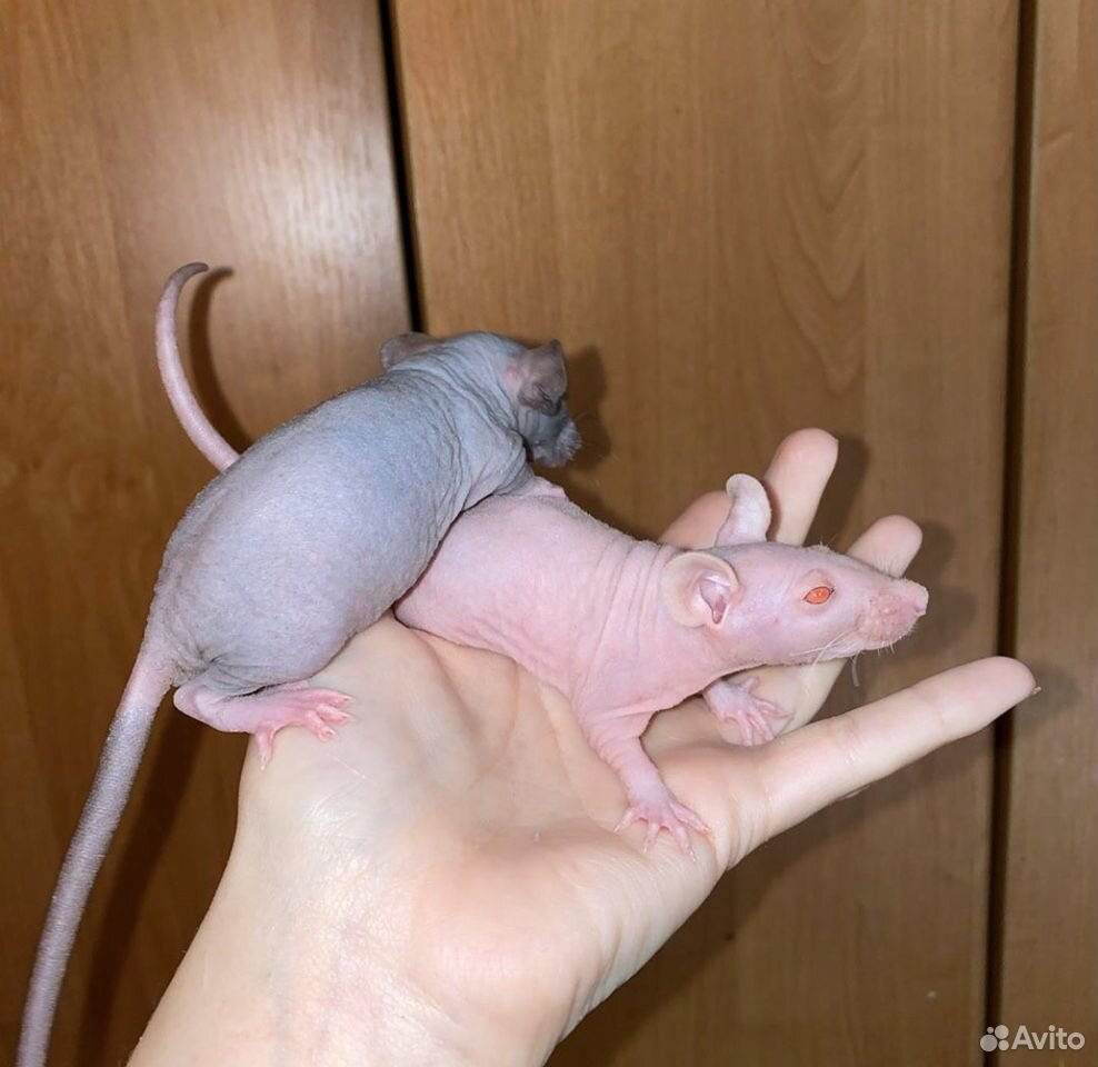 Крысята сфинкс дамбо чёрные купить на Зозу.ру - фотография № 10