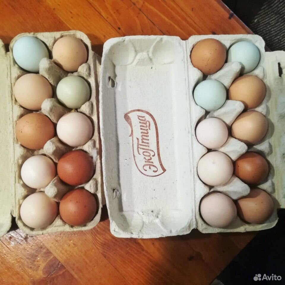 Инкубационное Яйцо купить на Зозу.ру - фотография № 1