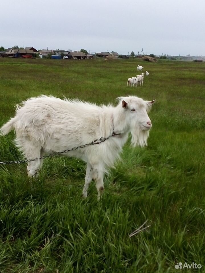 Продаётся козёл на племя и козы купить на Зозу.ру - фотография № 2