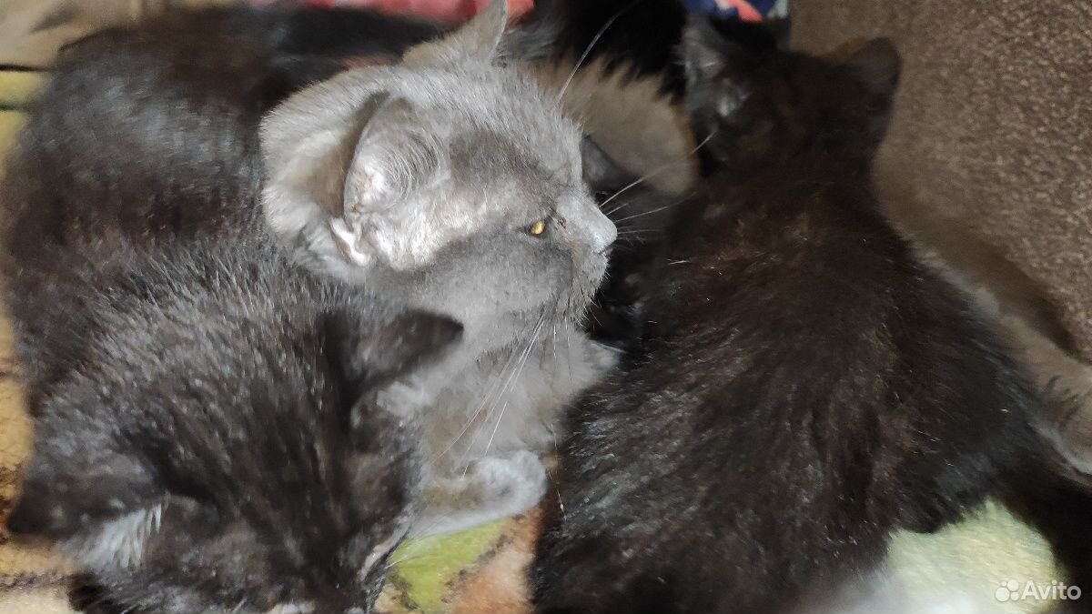 Котята смешанные чёрно-белые и чёрные от британско купить на Зозу.ру - фотография № 6