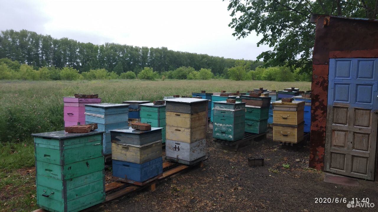 Продается мед купить на Зозу.ру - фотография № 1
