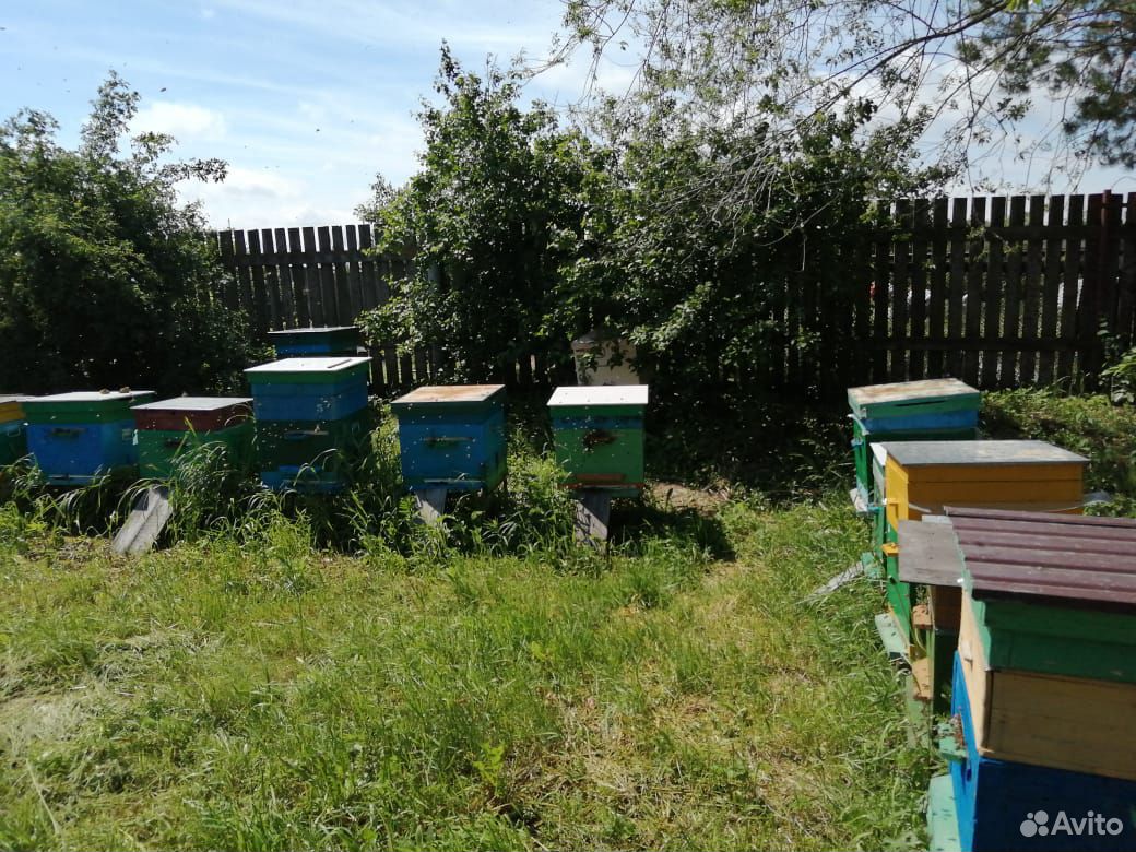 Улей с пчелами купить на Зозу.ру - фотография № 3