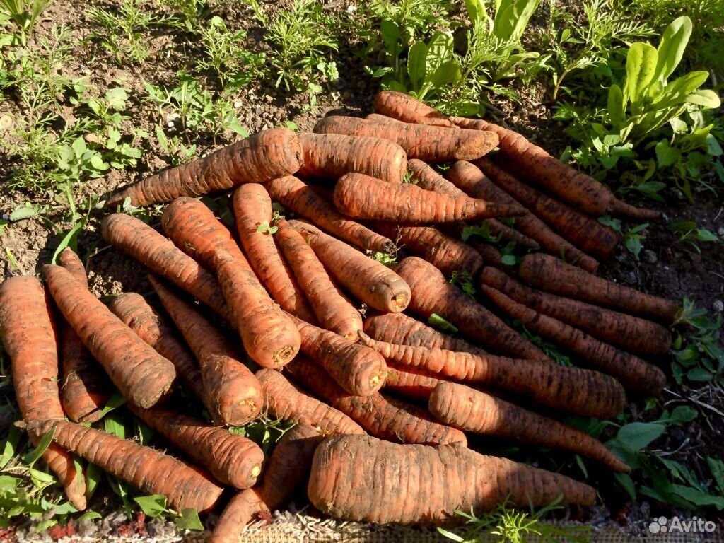 Морковь домашняя купить на Зозу.ру - фотография № 1