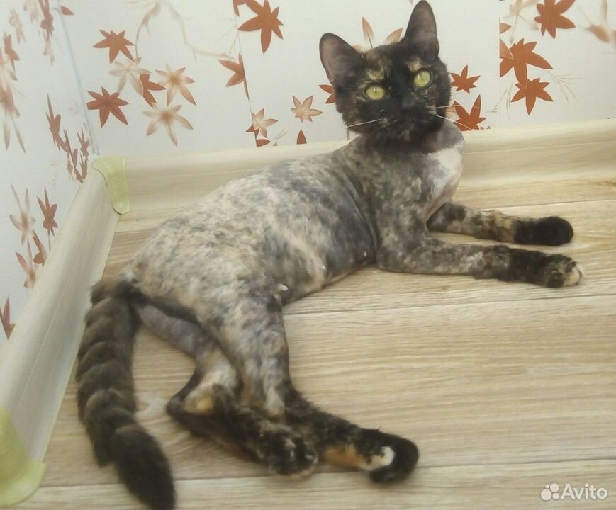 Кошка Наташа ищет дом купить на Зозу.ру - фотография № 3