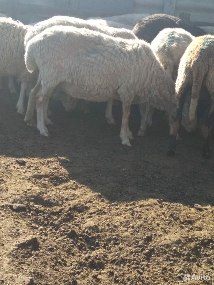Овцы купить на Зозу.ру - фотография № 5