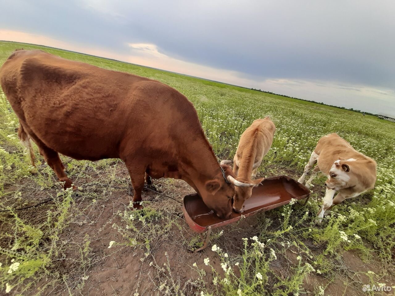 Корова тёлочка купить на Зозу.ру - фотография № 2