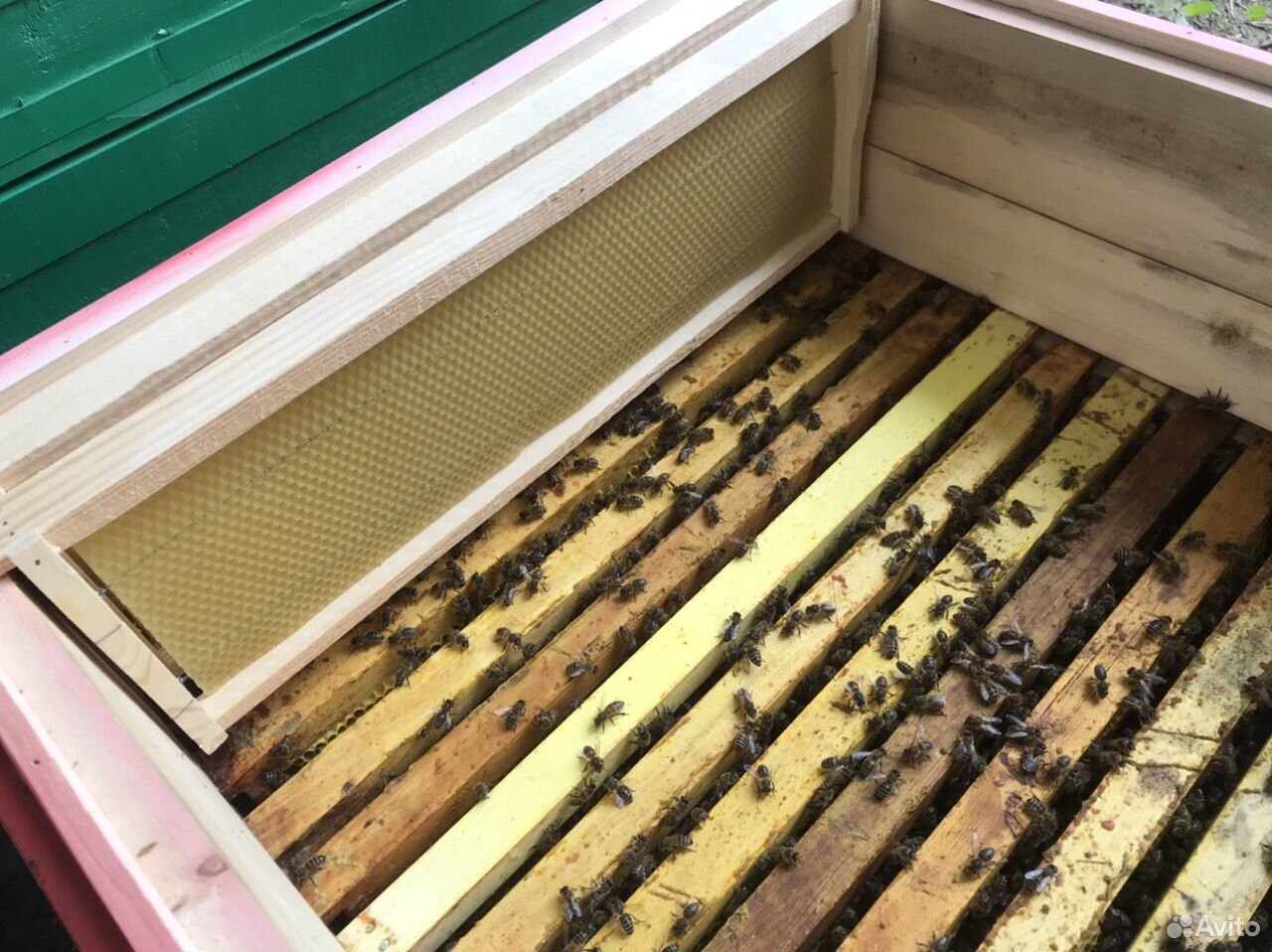 Пчёлы. Семьи, пакеты купить на Зозу.ру - фотография № 1