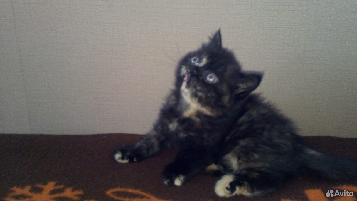 Продам британских котят необычного окраса купить на Зозу.ру - фотография № 2