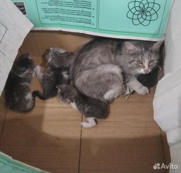 Дымчатые котятки найдены на помойке купить на Зозу.ру - фотография № 2