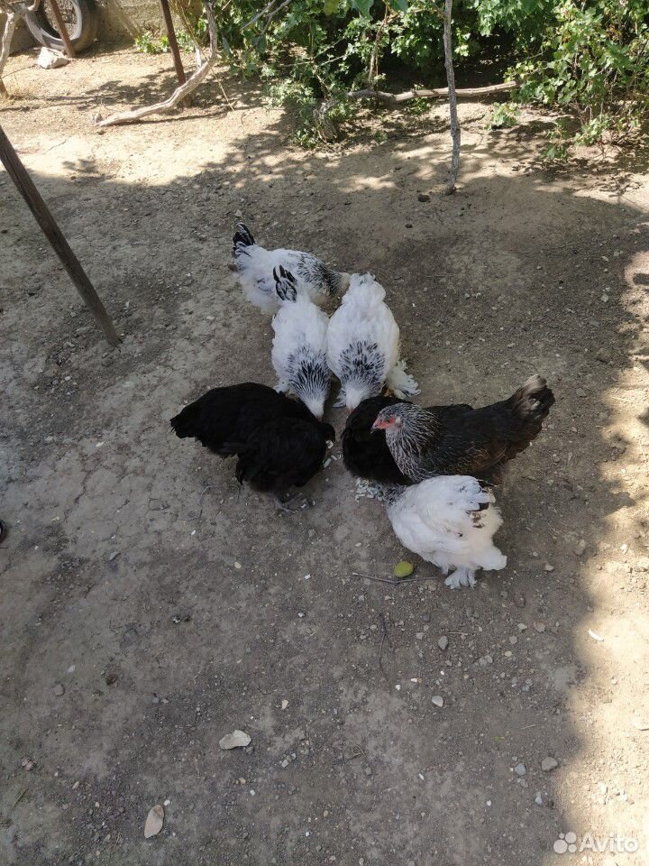 Чистокровные цыплята купить на Зозу.ру - фотография № 6