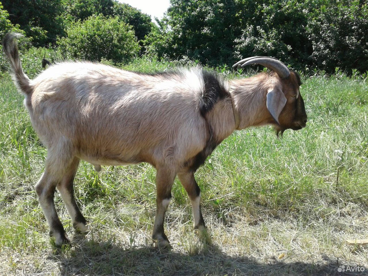 Породистый козёл на племя (продажа, обмен, торг) купить на Зозу.ру - фотография № 4