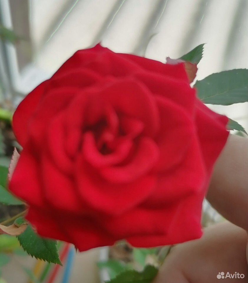 Домашние розы купить на Зозу.ру - фотография № 2