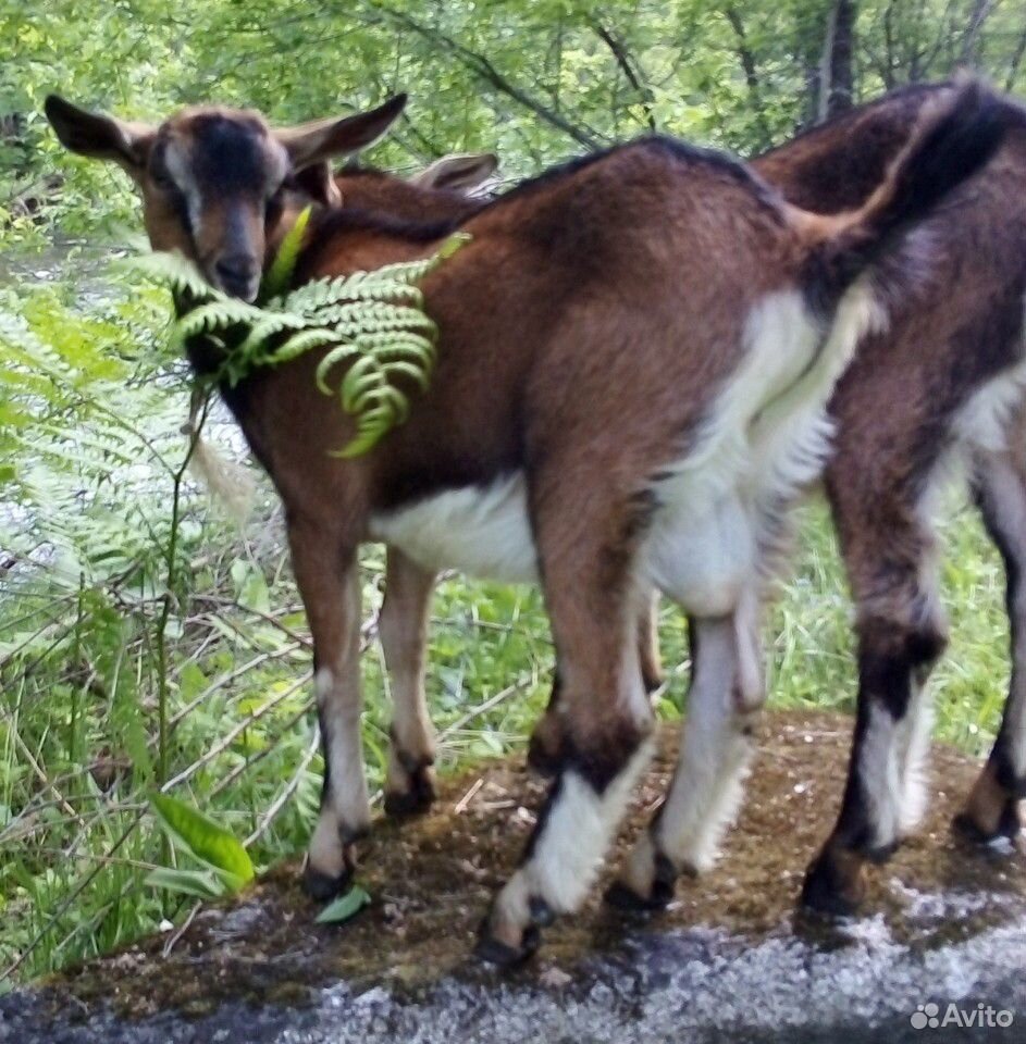 Чехо-нубийский козел без рог купить на Зозу.ру - фотография № 2